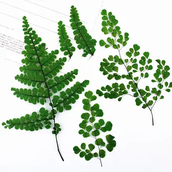 Адиантум боядисани Зелени Флорални Естествени Образци на Тези Растения За UV Епоксидни Бижута 80 Бр.