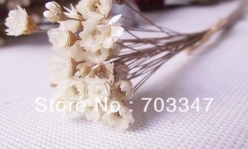 Гореща разпродажба!!! (1800 бр./лот) Мини-сухи цветя за украса
